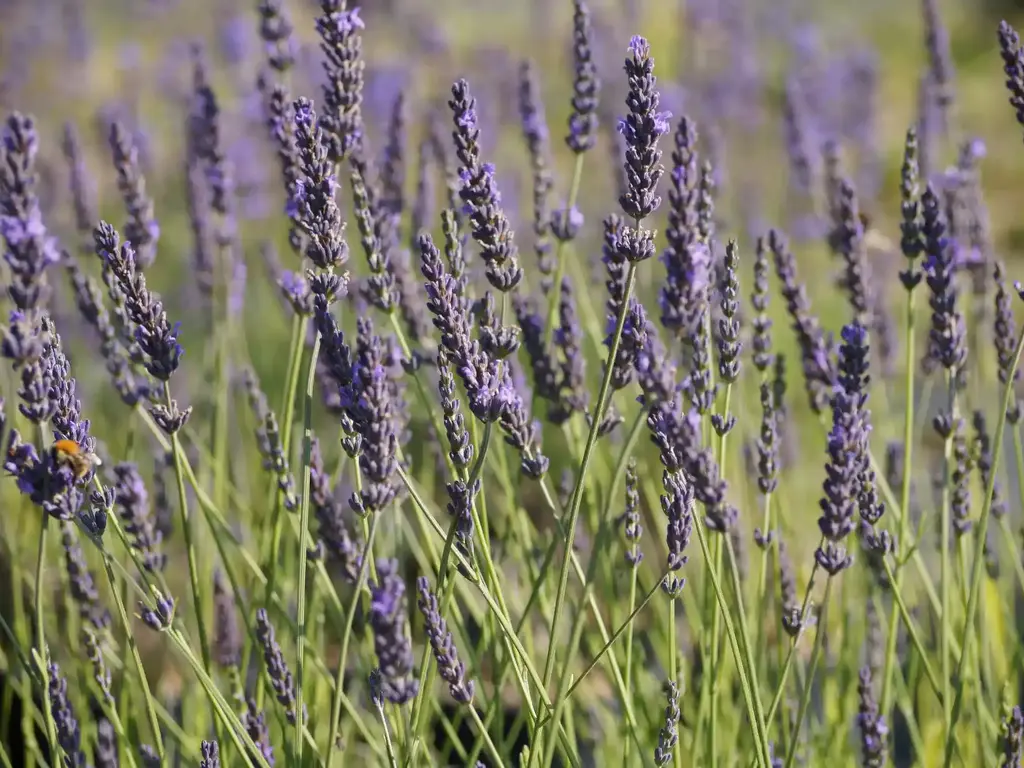 culture de plantes aromatiques sur tablette