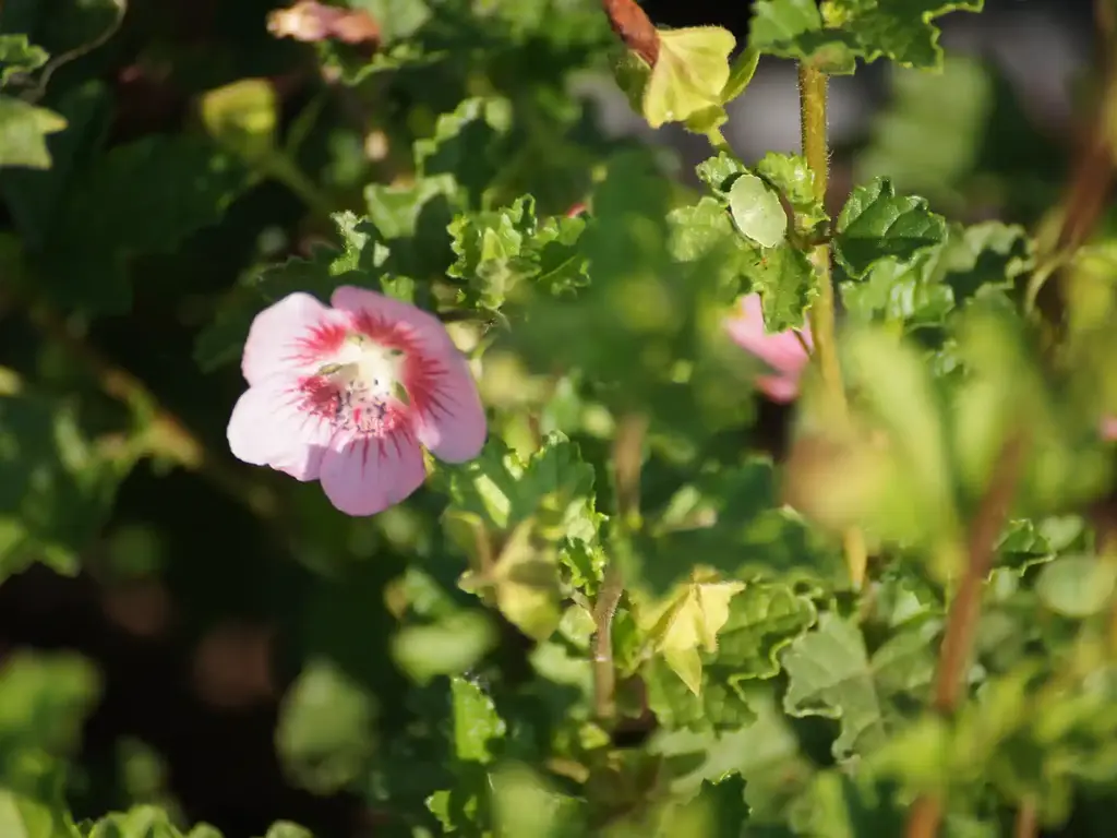 Floraison longue de la mauve du cap, anisodonthea