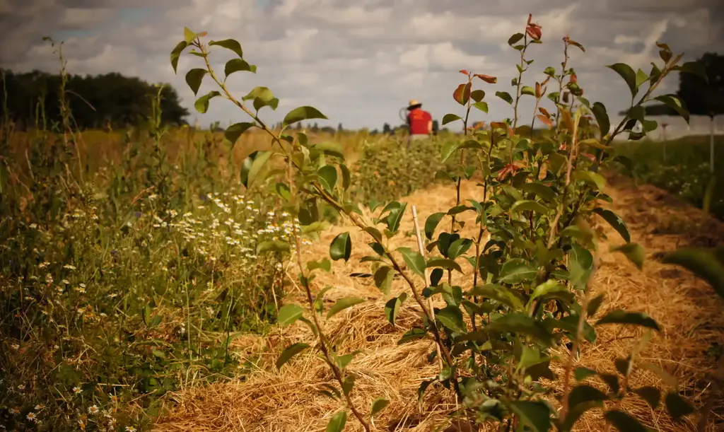 Rémi Parmentier dans la culture d'arbres furitiers greffés