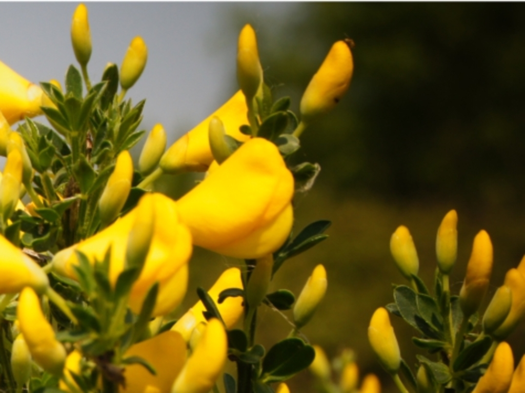Production d'arbres végétal local, notamment le genet à balais