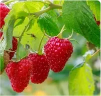 Framboisier September à la pépinière