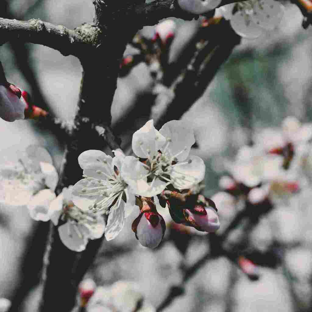 Fleur de pommier résistant au gel