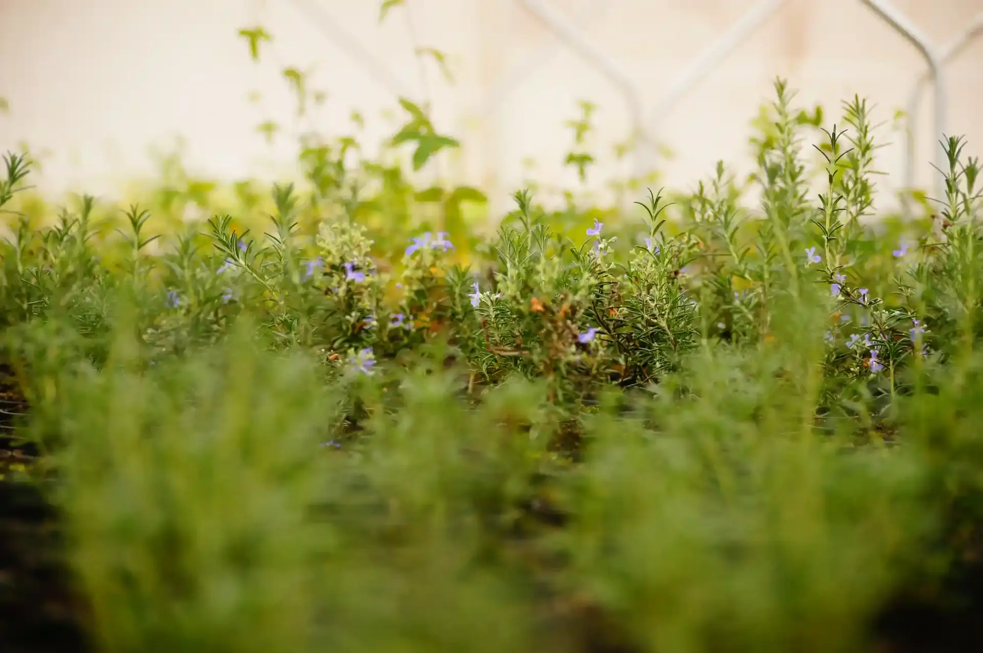 Cultures d'aromatiques sur tablette