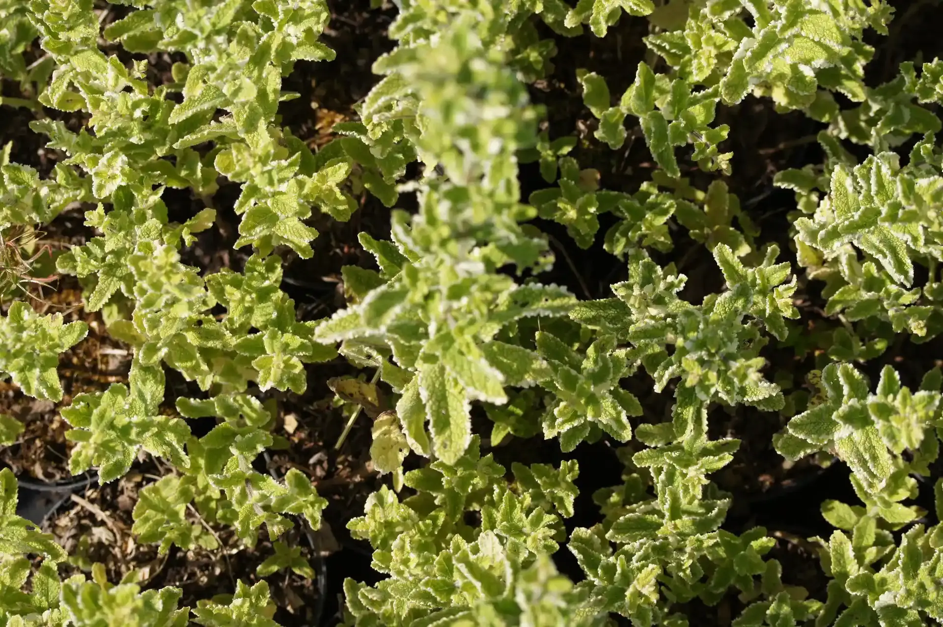 Menthe variégata excelent couvre sol panaché et odorant