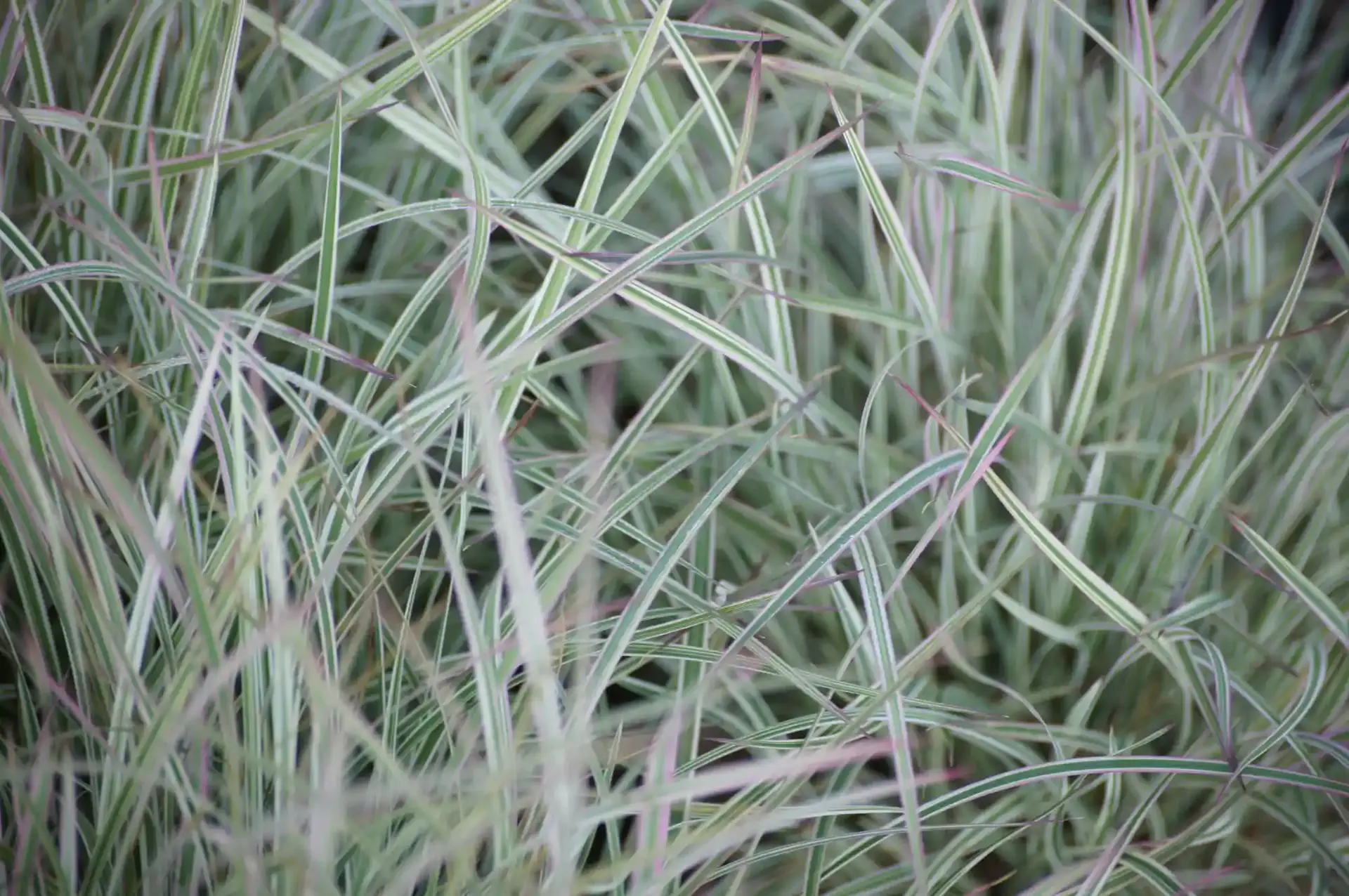 Photo rapprochée d'un pennisetume